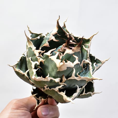 【5CLAW】アガベ チタノタ “精品白鯨” 【台湾 dragon agave産/発根済み/中株】D20 DG25010410(T)