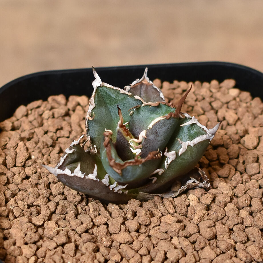 アガベ チタノタ 