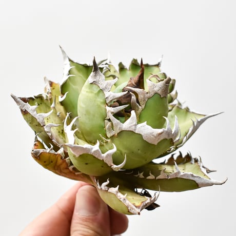 アガベ　3セット　ブラックアンドブルー 姫巌竜　レッドキャットウィーズル アガベ3株セット＊ブラックアンドブルー、 レッドキャット