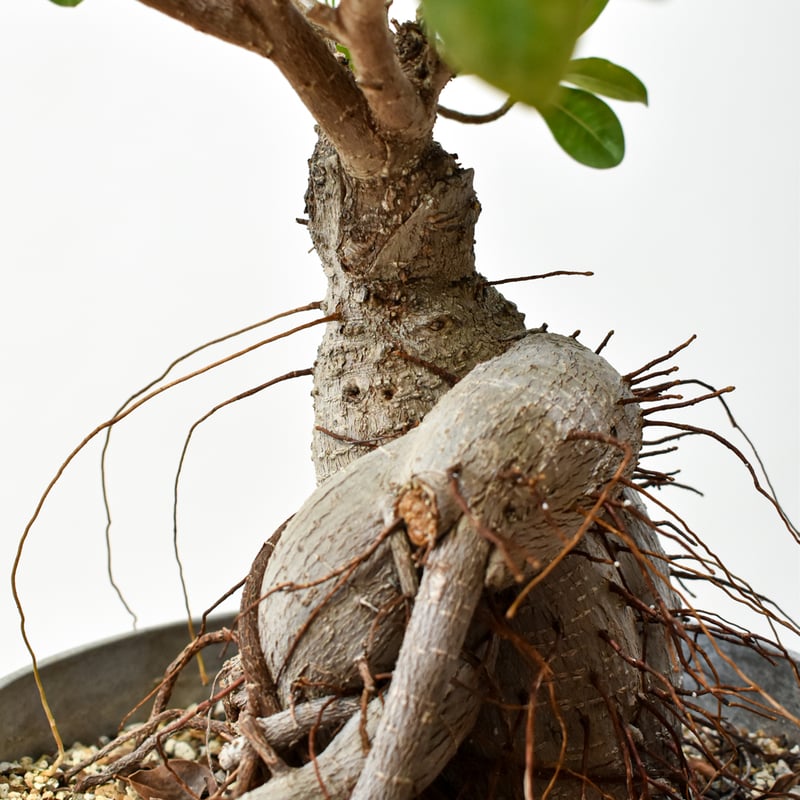 RAFLUMコレクション】フィカス ミクロカルパ 