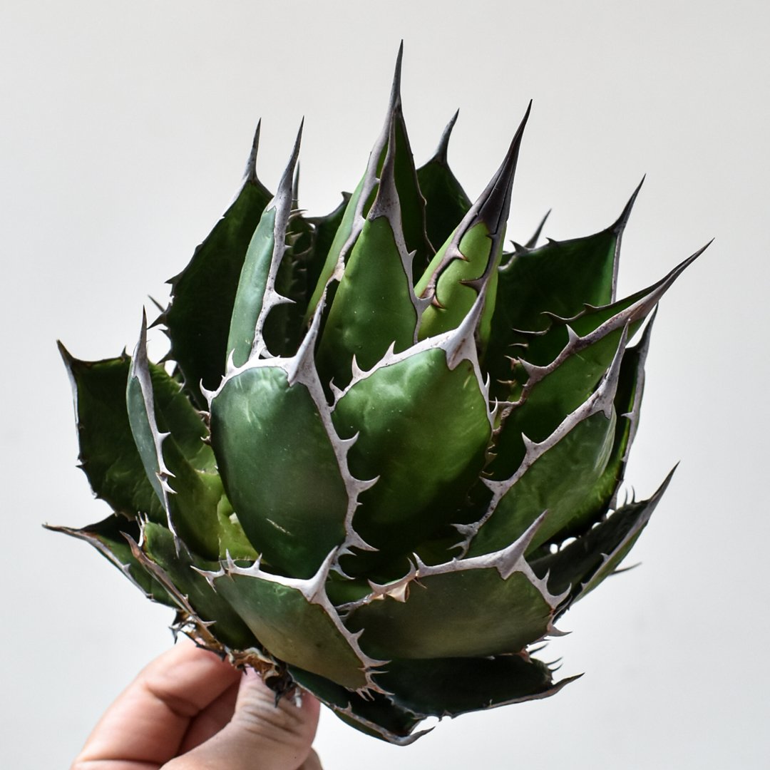 アガベ ホリダ OSP株 アガベ ホリダ【OSP選抜株 / 抜き苗】43 | RAFLUM / ラフラム