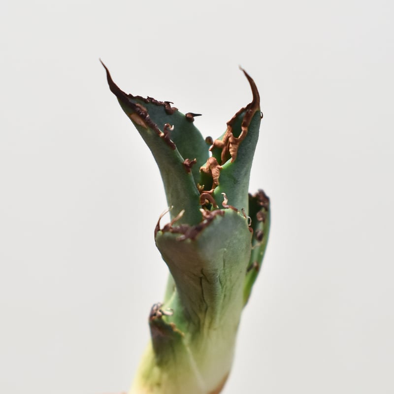 アガベ 親株出品 ドラゴンアガベ 黒犀牛 大株 DRAGON AGAVE】アガベ 黒犀牛 EC13 – TaiShoDo ONLINE SHOP