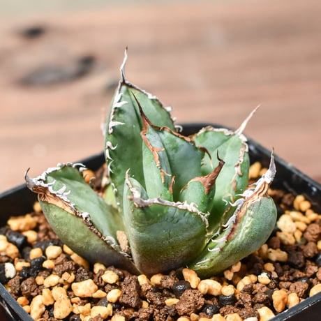 CATEGORY チタノタ FO-76 | RAFLUM / ラフラム｜東京、大阪の塊根植物（