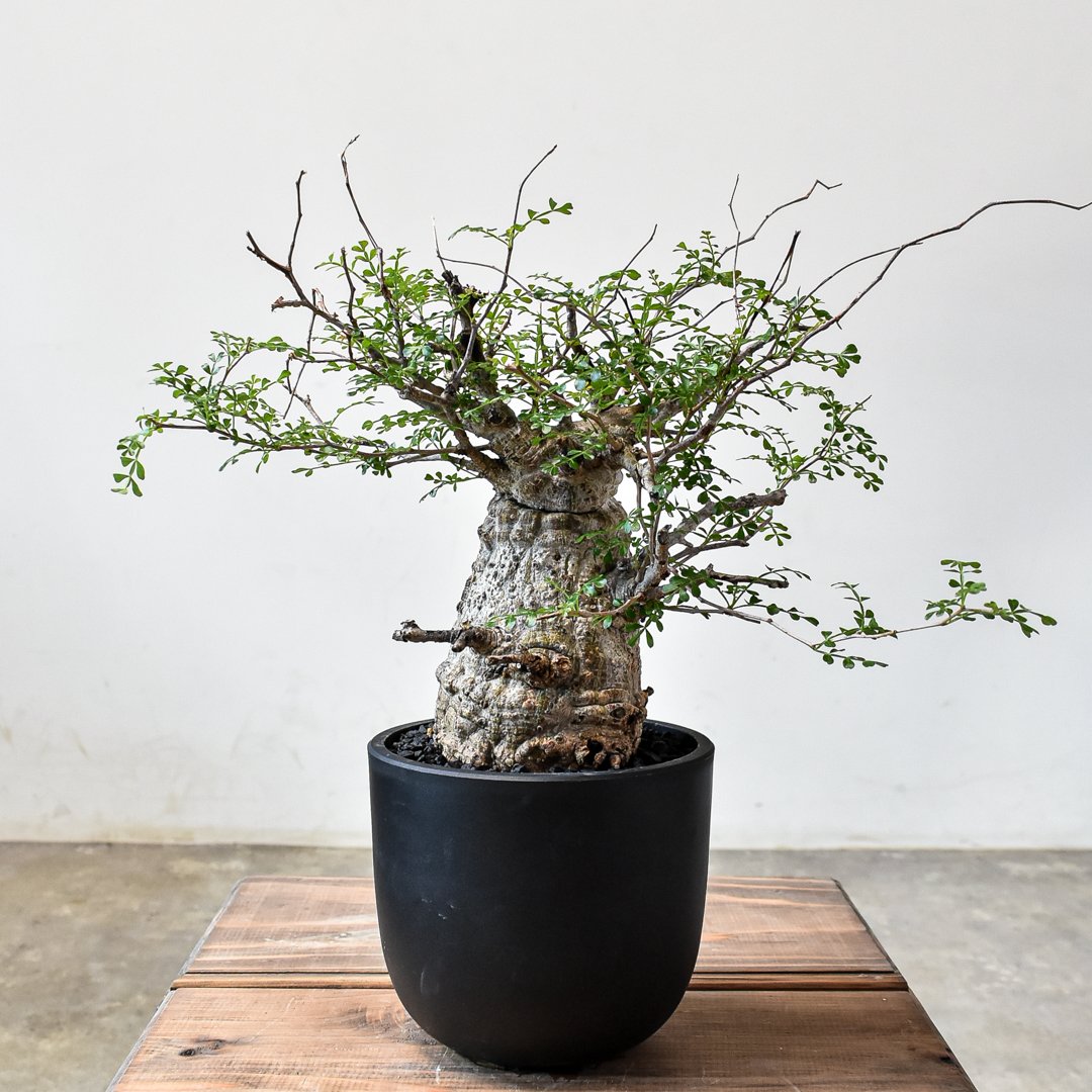 美株 ユーフォルビア クリスパ 発根済 Euphorbia crispa 塊根植物 検