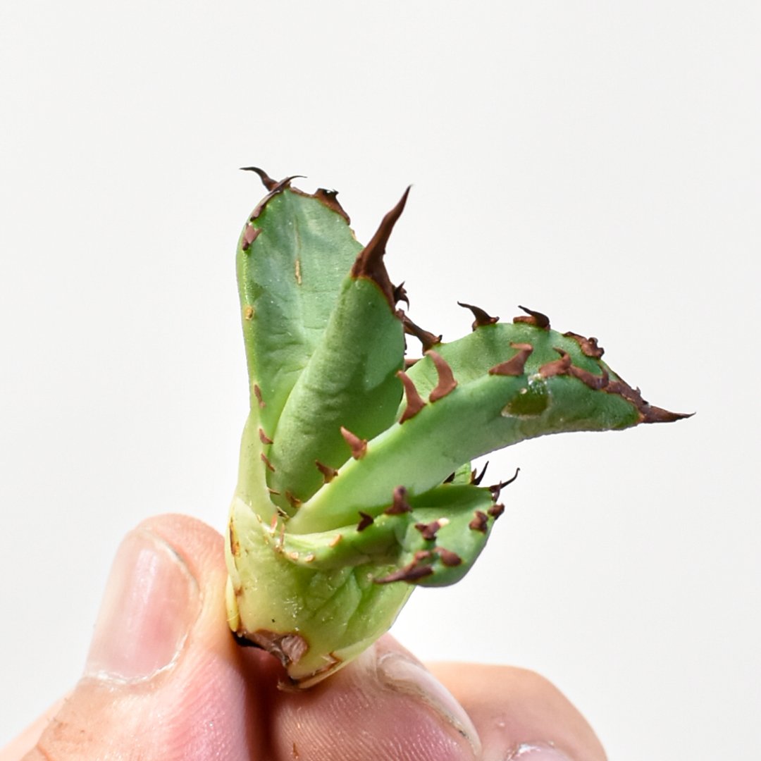 アガベ Dennis 翼龍 / チタノタ プテラノドン 【台湾DENNIS産/抜き苗