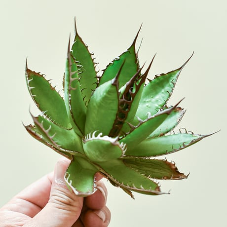 【良血統】アガベ陽炎エボリスピナ 純血種子50粒【曲刺 強刺】 良血統】アガベ陽炎エボリスピナ 純血種子50粒【曲刺 強刺