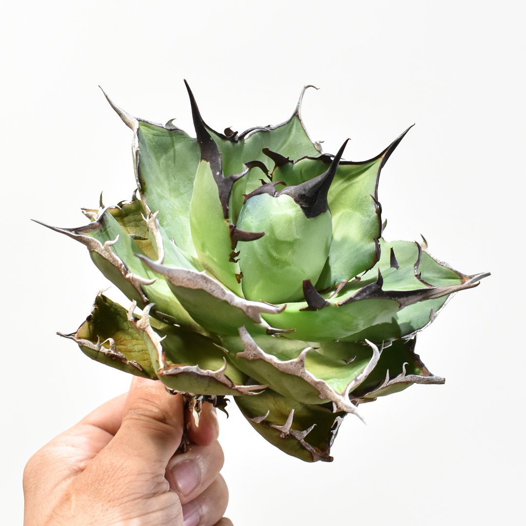 アガベ チタノタ ハデス （黒帝斯 恐竜牙歯） dragon agave産 アガベ チタノタ 