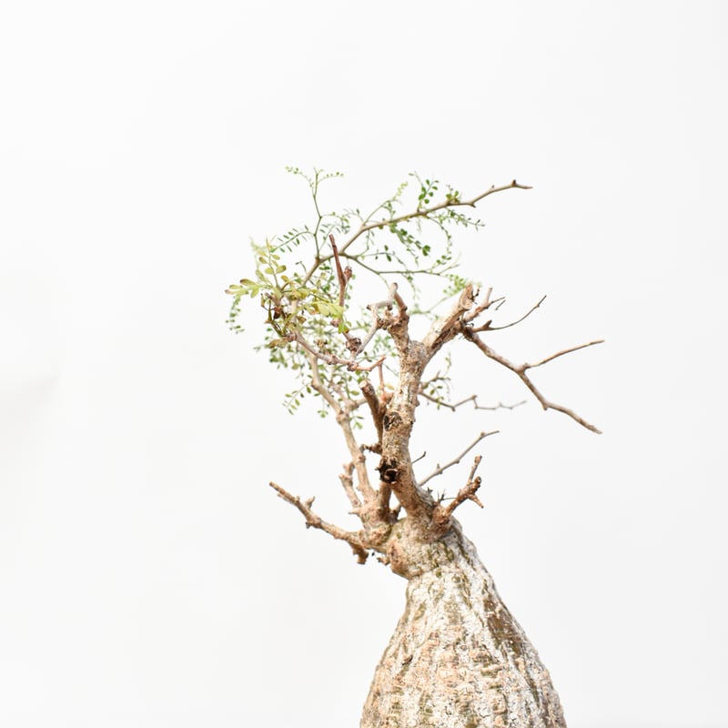 RAFLUMコレクション】オペルクリカリア パキプス 【発根済み