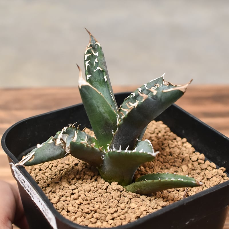 アガベ チタノタ ホワイトファイヤー 