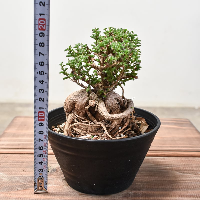 トリコディアデマ　ミラビレ　模様木 トリコディアデマ ミラビレ / Trichodiadema mirabile no.3126