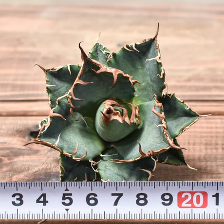 【最終案内】アガベ チタノタ シーザー "凱撒"【台湾 dragon agave産/TC子株/抜き苗】DG2401503