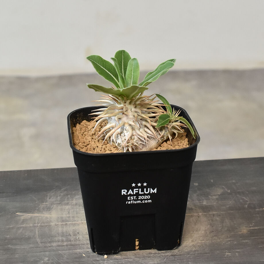 パキポディウム エニグマティクム（実生) RF231263 | RAFLUM