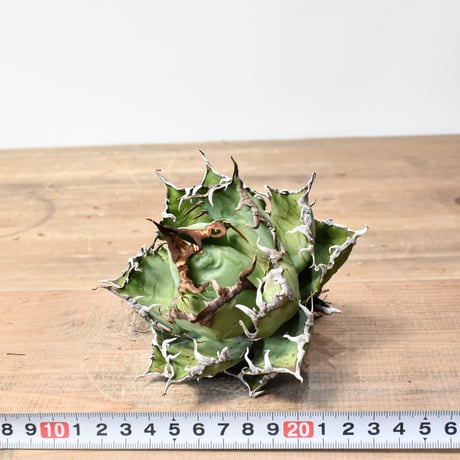アガベ チタノタ 精品シーザー / 精品凱撒  【台湾 dragon agave産/中株/抜き苗】C103