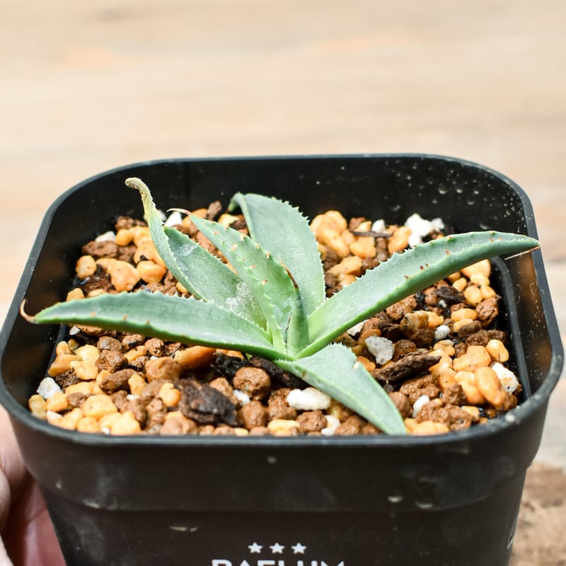 アガベ ハイブリット 