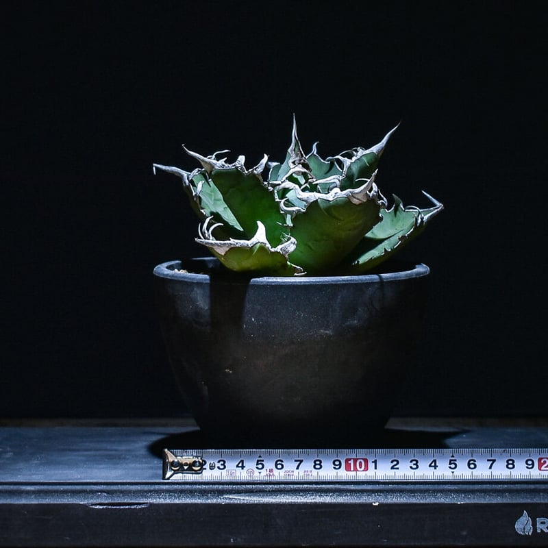 アガベ チタノタ FO-076（発根済み）RF22832 | RAFLUM / ラフラム｜東京