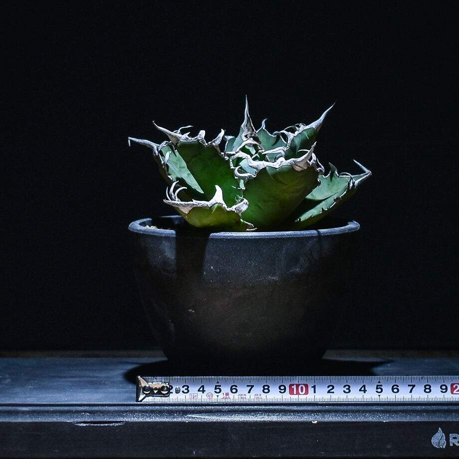 コレクション株 アガベ チタノタ fo-076 balltype 大株 コレクション株