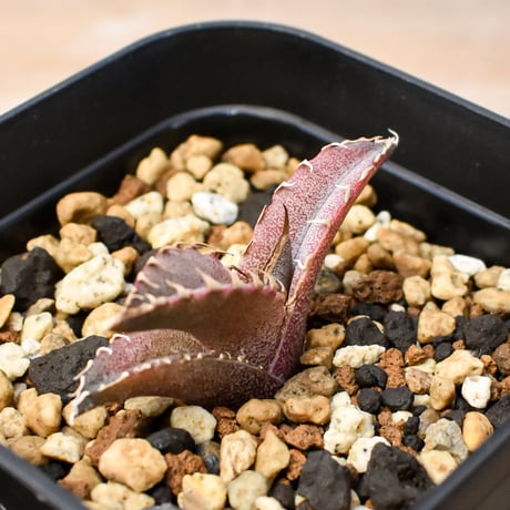 【RAFLUM育成株 5個セット】アガベ Mexico oteroi seeding / オテロイ実生 メキシコ産 【RAFLUM産/実生/子株】B