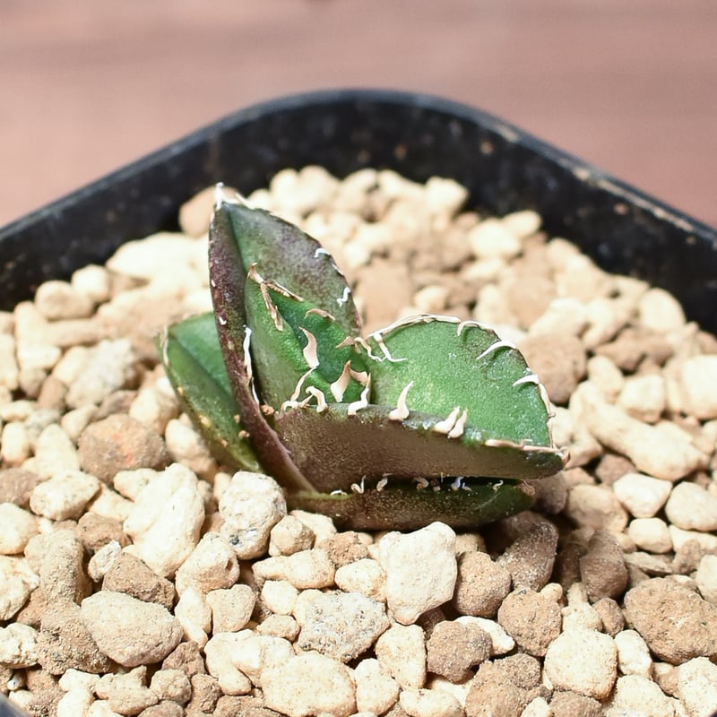 アガベ　cok Yahoo!オークション - アガベ チタノタ コック agave titaonota