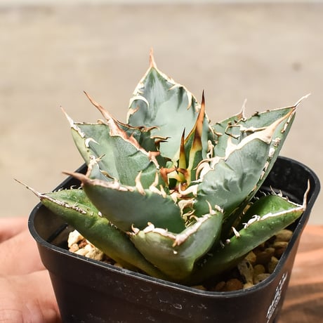 CATEGORY チタノタ 覇王竜 | RAFLUM / ラフラム｜東京、大阪の