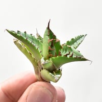 ユーフォルビア ムランジーナ 【発根済み】HK2402407 (T) | RAFLUM / ラ