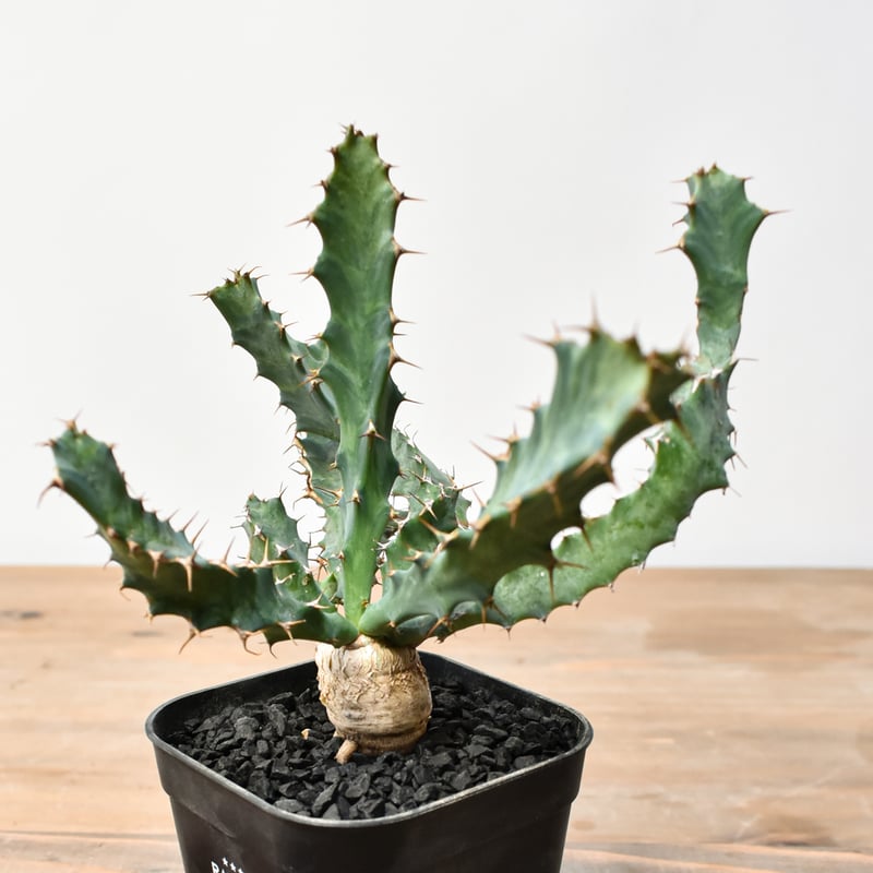 ユーフォルビア クラビゲラ【実生】 RFHK25011506 | RAFLUM / ラフラム