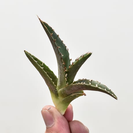 CATEGORY アガベ チタノタ チーター/猟豹 | RAFLUM / ラフラム｜東京