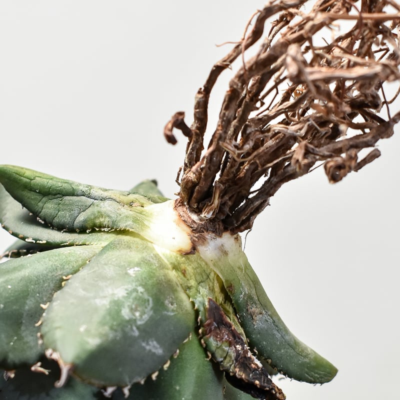 アガベ チタノタ 