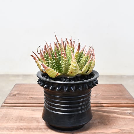 アロエ "白磁盃"  2頭 / Wヘッド【植え込み販売】HK2400540