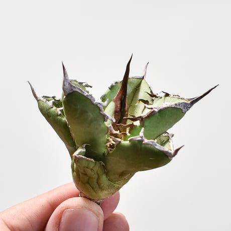 CATEGORY アガベ チタノタ 蠻牛 | RAFLUM / ラフラム｜東京、大阪の