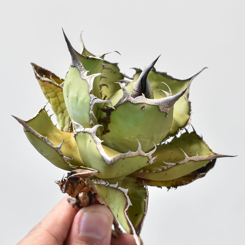 非売品級【台湾産】アガベ チタノタ 熊猫　強刺　ドラゴンアガベ　パンダ　発根済 非売品級【台湾産】アガベ チタノタ 熊猫 強刺 ドラゴンアガベ