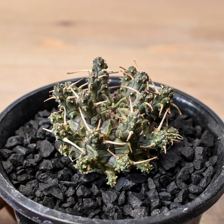 ユーフォルビア | STORES