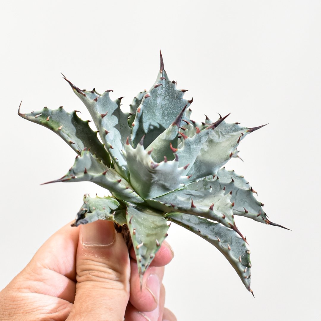 アガベ hybrid イシスメンシス×エボリスピナ/甲蟹X妖炎 【台湾 dragon