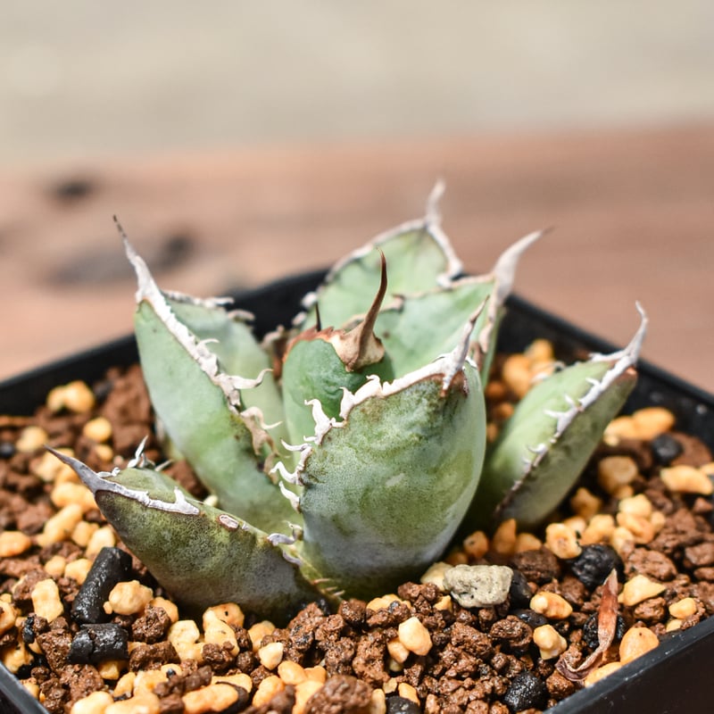 アガベ　白犀牛　トリケラトプス　発根済　子株② Agave 白犀牛② OC子株 S1120-08 Royal産Agave titanota