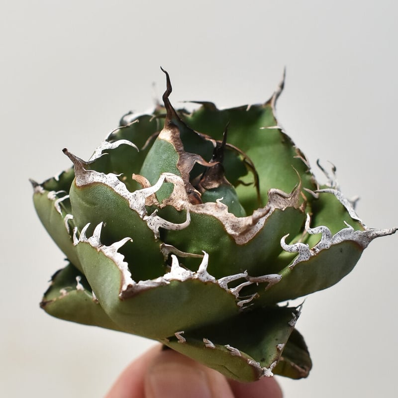 かなり良い　チタノタ実生株　セット　抜き苗発送 アガベ・チタノタの実生、成長記録（2016年9月〜） – ゆるぷ