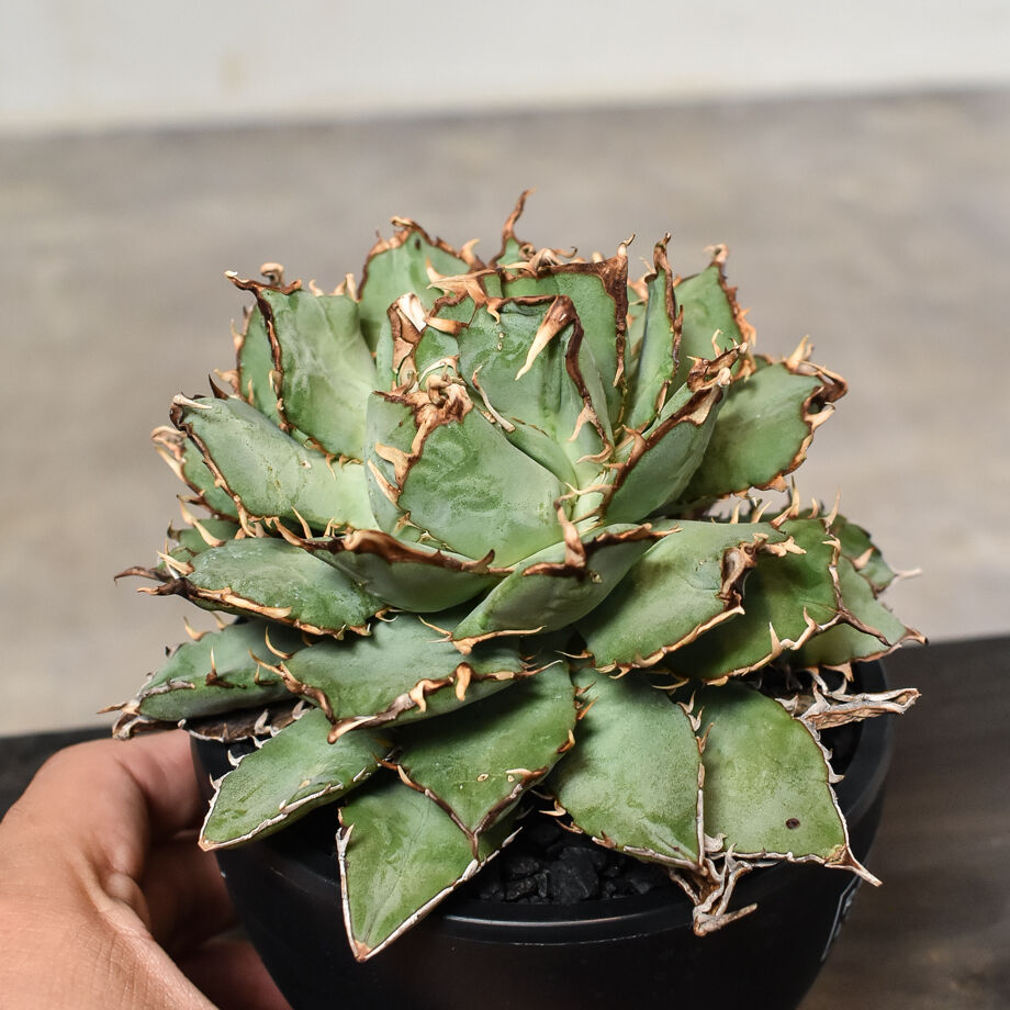 デビルフィリグリー　ダブルヘッド　アガベ　綴化　valiem鉢つき デビルフィリグリー ダブルヘッド アガベ 綴化 valiem鉢つき