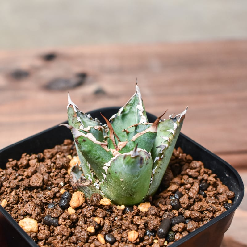 アガベ チタノタ ソーラーエクリプス 選抜 ハードウッドプランター SET