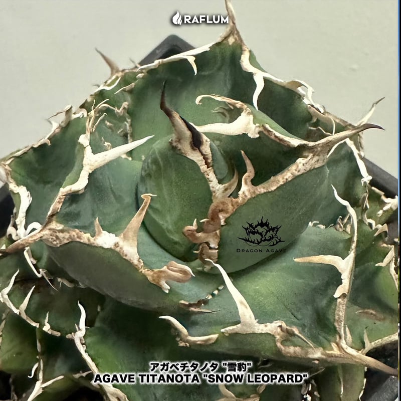 アガベ 　雪豹　子株 アガベ チタノタ 