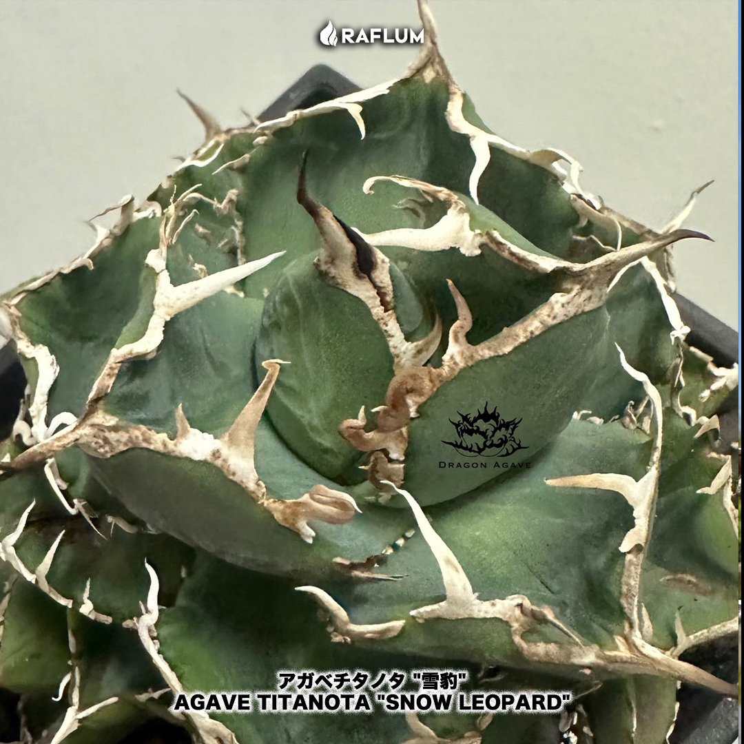 アガベ 　雪豹　子株 アガベ チタノタ 