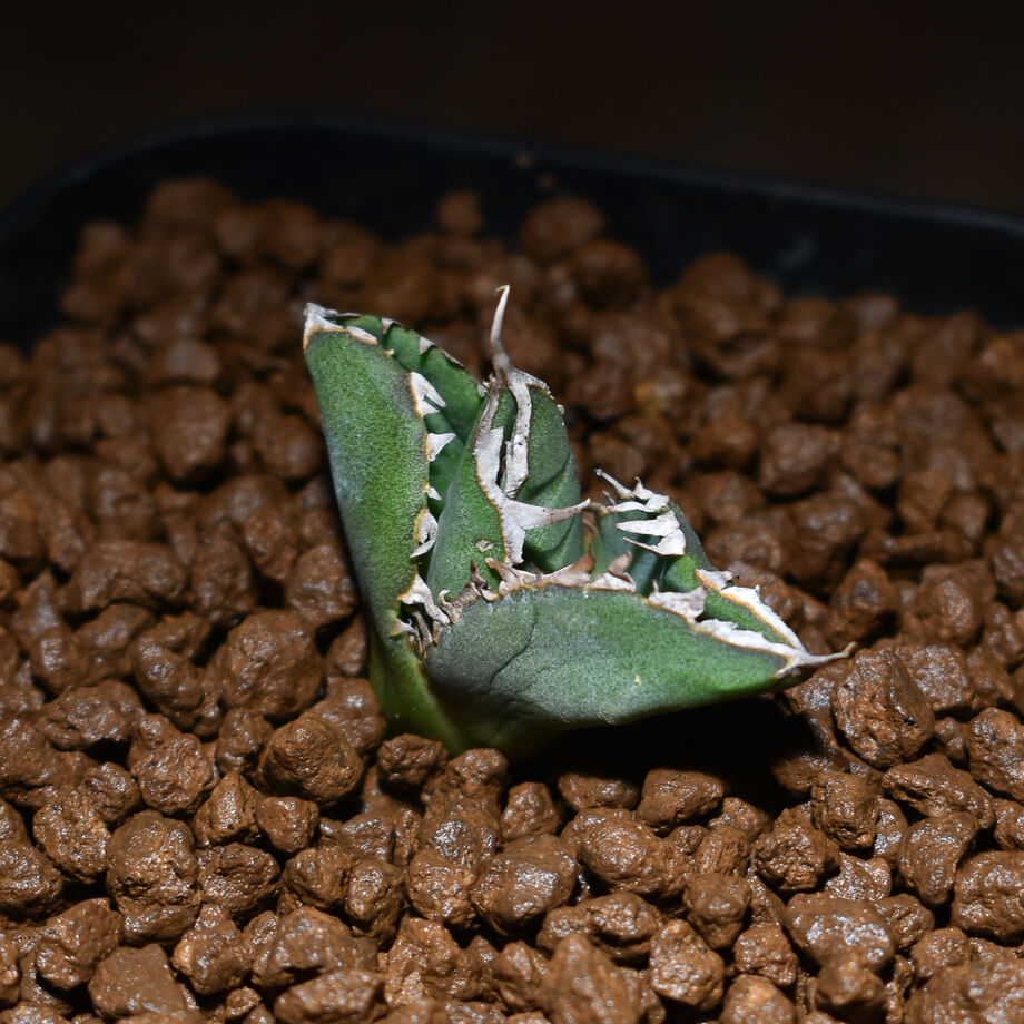 アガベ　チタノタ　追星　COK 専用 アガベ チタノタ 追星 COK 専用 アガベ チタノタ