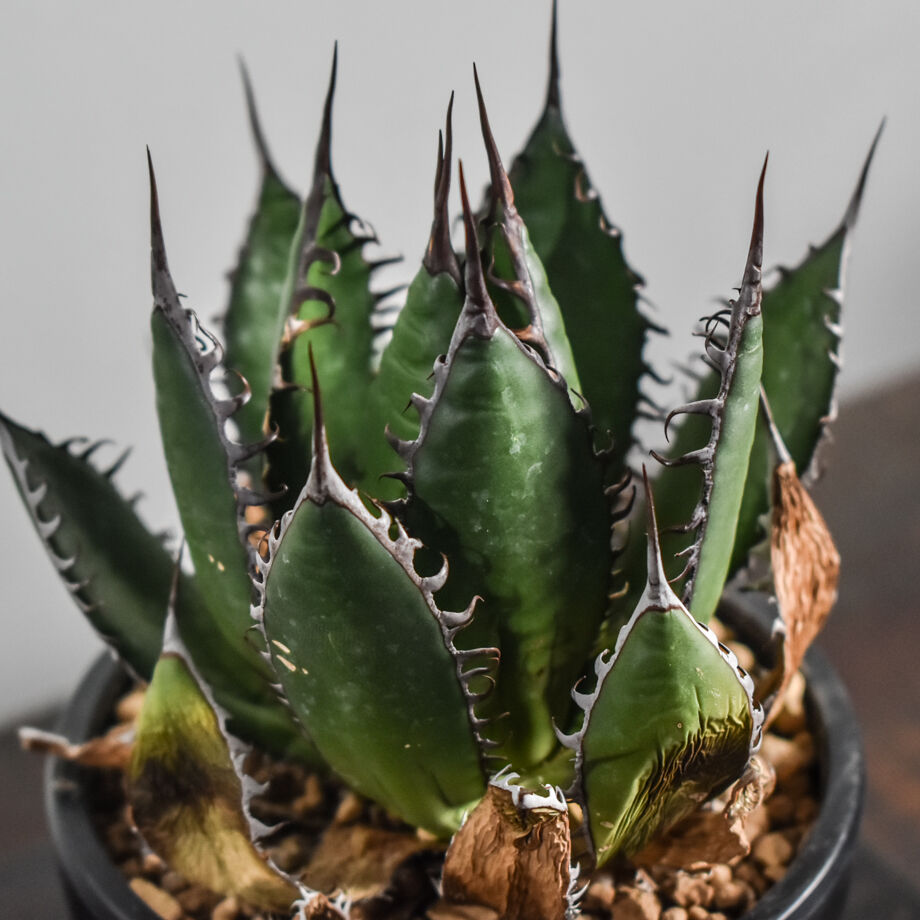 ホリダ　ボール状　US株　中株 アガベ ホリダ【早い者勝ち！ワイドリーフのスペシャル株！数少ない