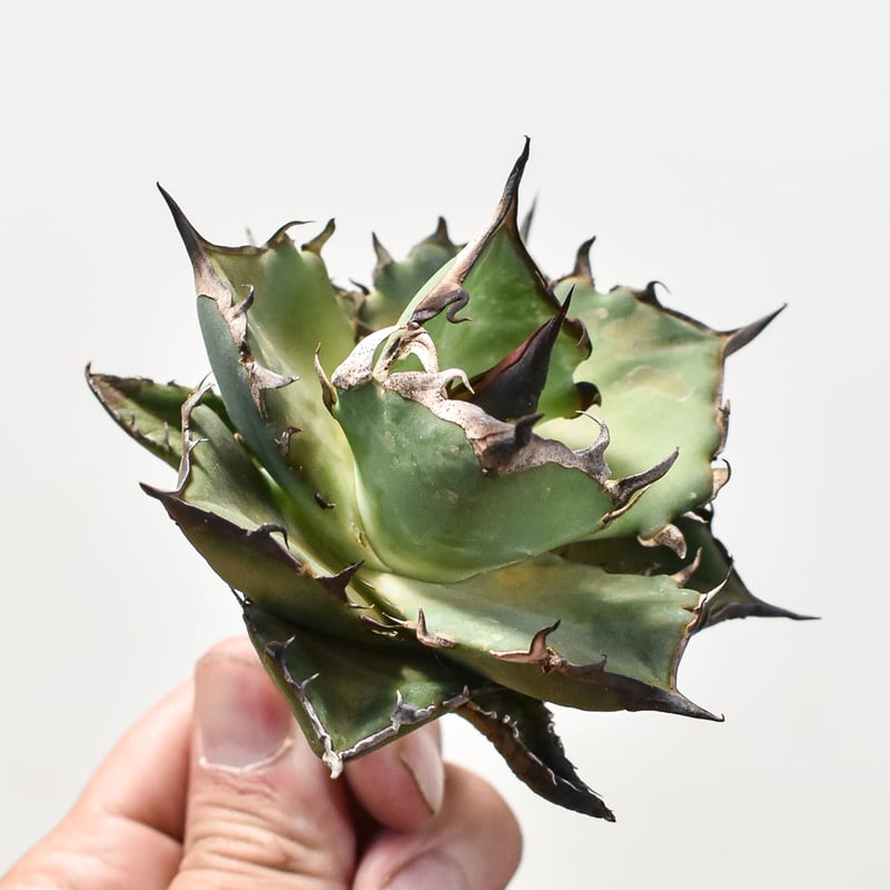 アガベ　チタノタ　オテロイ　ハデス　恐竜牙歯　ボールタイプ　親株　9 アガベ チタノタ オテロイ ハデス 恐竜牙歯 ボールタイプ 親株 9