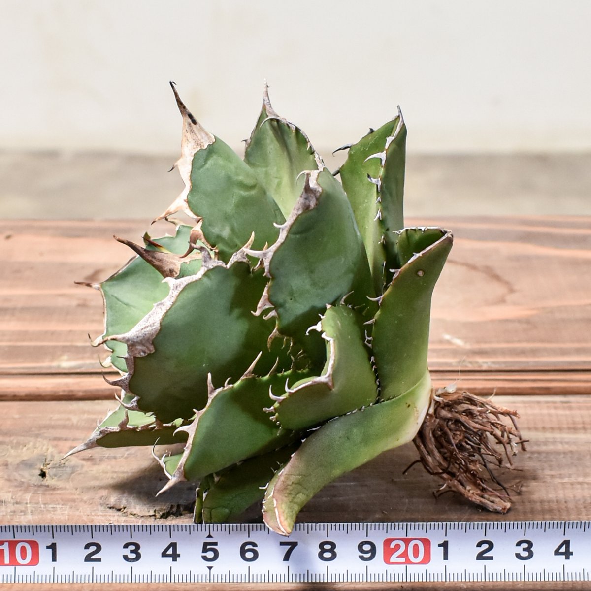 多肉植物チタノタアガベ 鷹の目TC株 （多肉植物：アガベ チタノタ錦 黄 