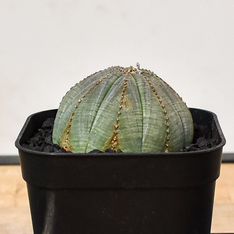 ユーフォルビア オベサ /オールド オベサ （発根済み）RF230387(T