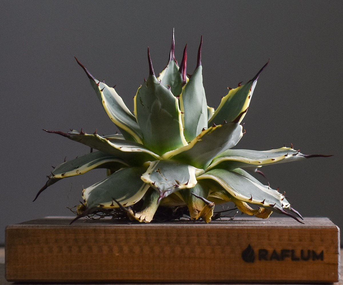 アガベ　クリームスパイク　アプラナータ アガベ アプラナータ クリームスパイク【732】 | PROTOLEAF プロトリーフ