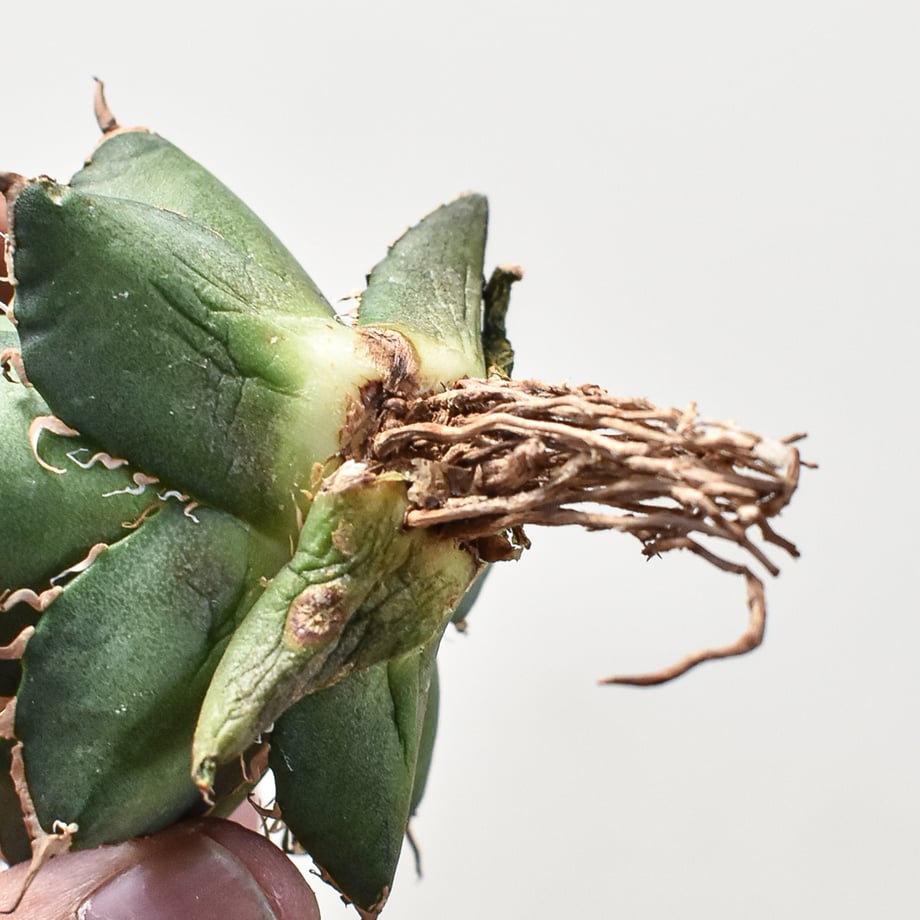 663e39100b01f51af32041e7
