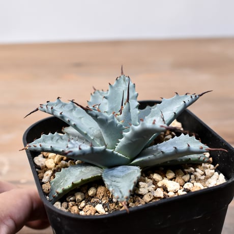 アガベ ハイブリット 日系イシスメンシス×象牙妖炎（陽炎エボリ）【台湾botanical_seeker産】RF25011399