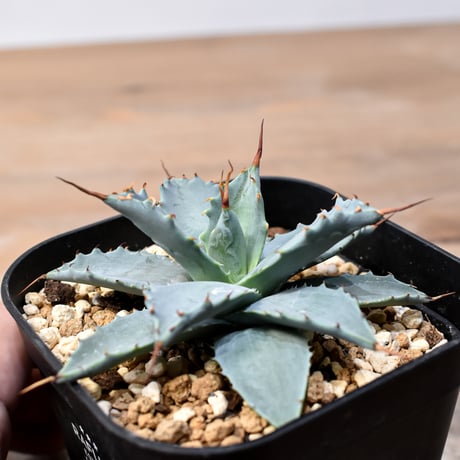 アガベ ハイブリット 日系イシスメンシス×象牙妖炎（陽炎エボリ）【台湾botanical_seeker産】RF25011380
