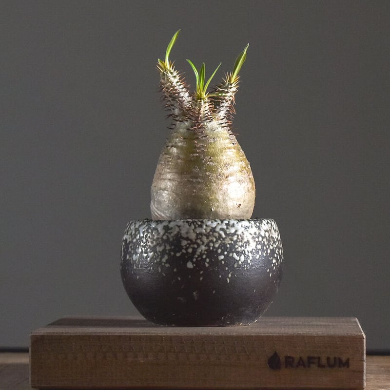 超赤肌　手乗りグラキリス　発根済み 超赤肌 手乗りグラキリス 発根済み 超赤肌 手乗りグラキリス 発根済み