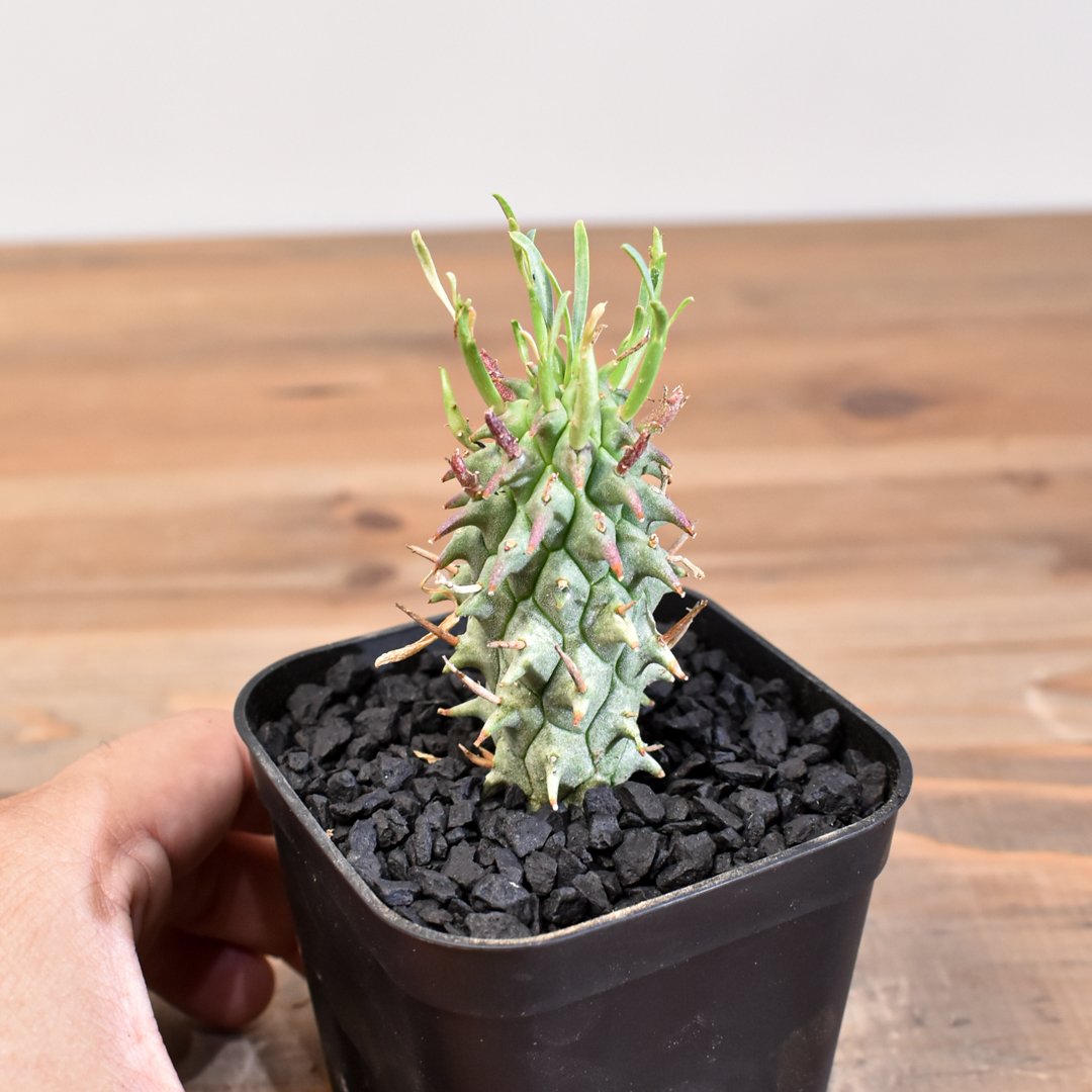 ユーフォルビア スコエンランディ① L size 闘牛角【実生苗】 ユーフォルビア スコエンランディ 