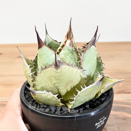 アガベ　ドラド　大株 m52783642526_1.jpg?1749511977